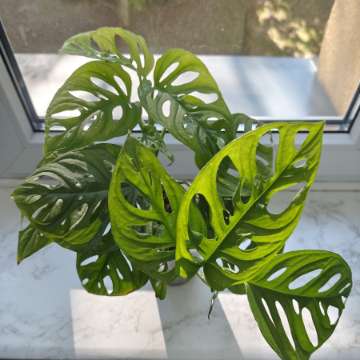 Monstera Monkey Mask