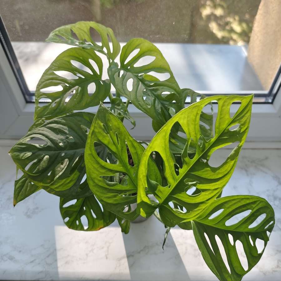 Monstera Monkey Mask