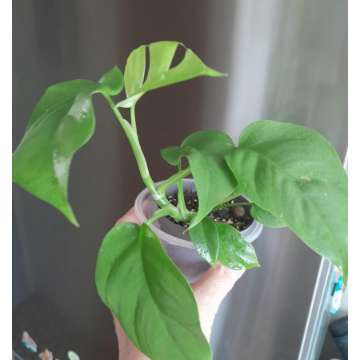 Raphidofora Minima