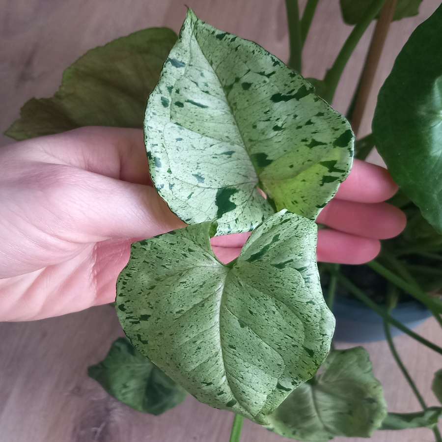 Syngonium Grey ghost