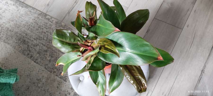 Philodendron   Red sun 3