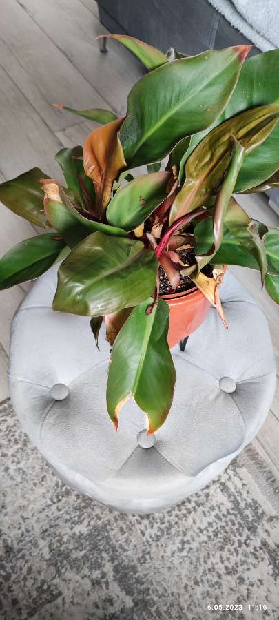 Philodendron   Red sun 4