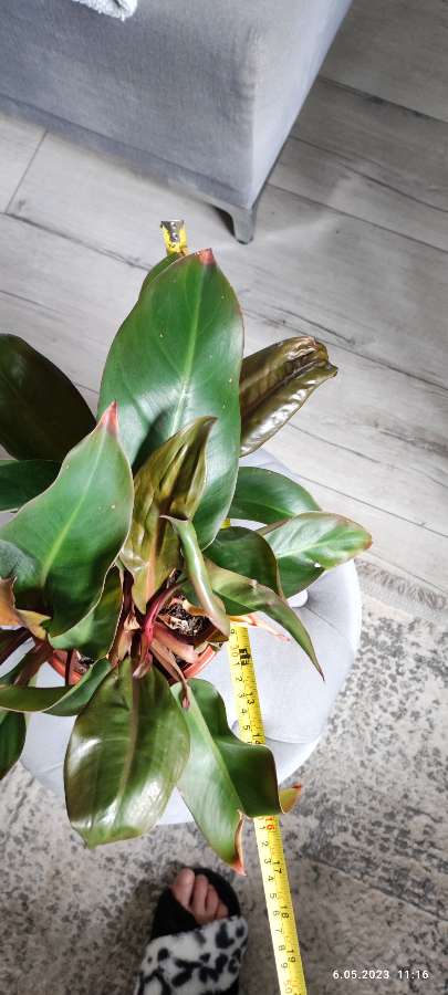Philodendron   Red sun 5