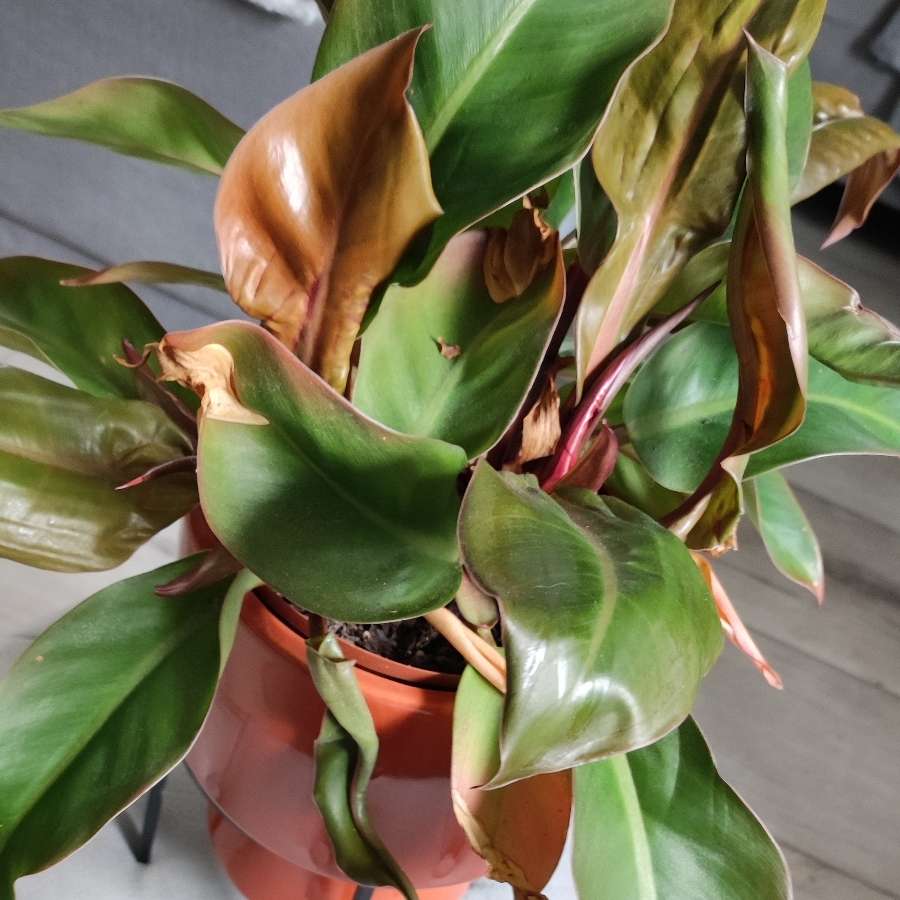 Philodendron   Red sun