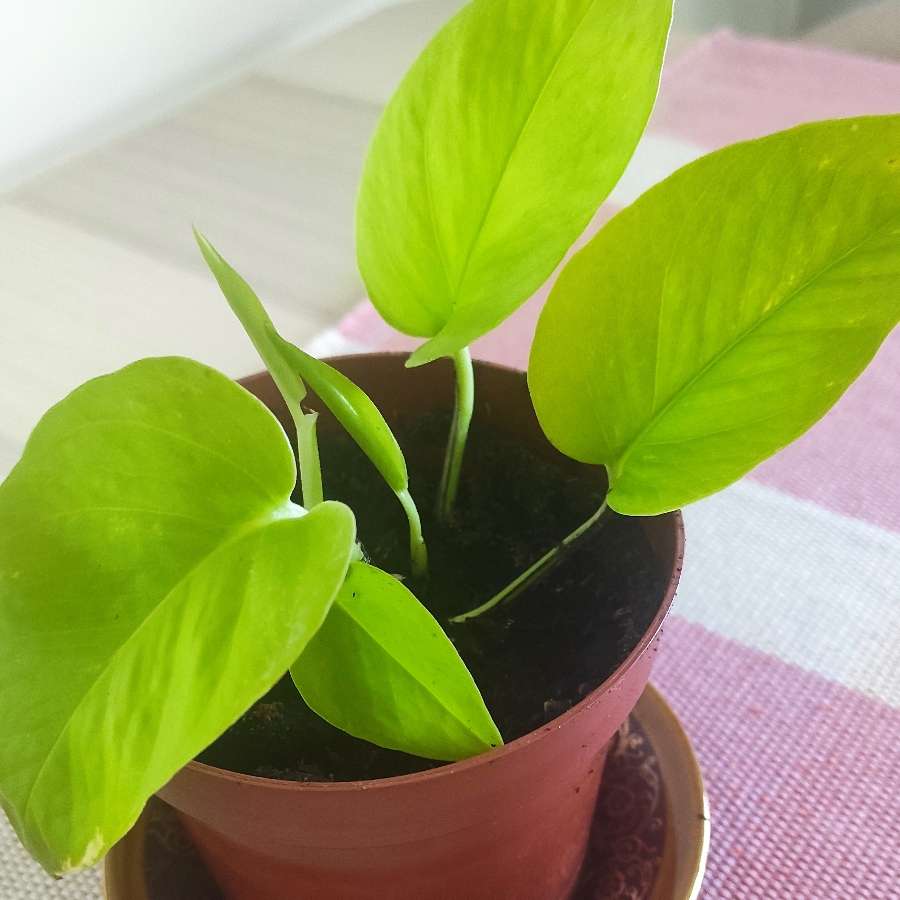 Epipremnum Neon / Golden Pothos