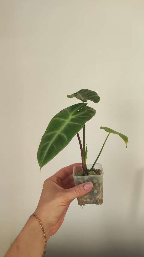 Alokazja Longiloba 2