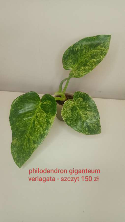 Philodendron giganteum variegata 2