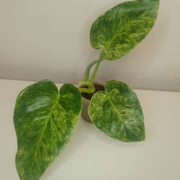 Philodendron giganteum variegata