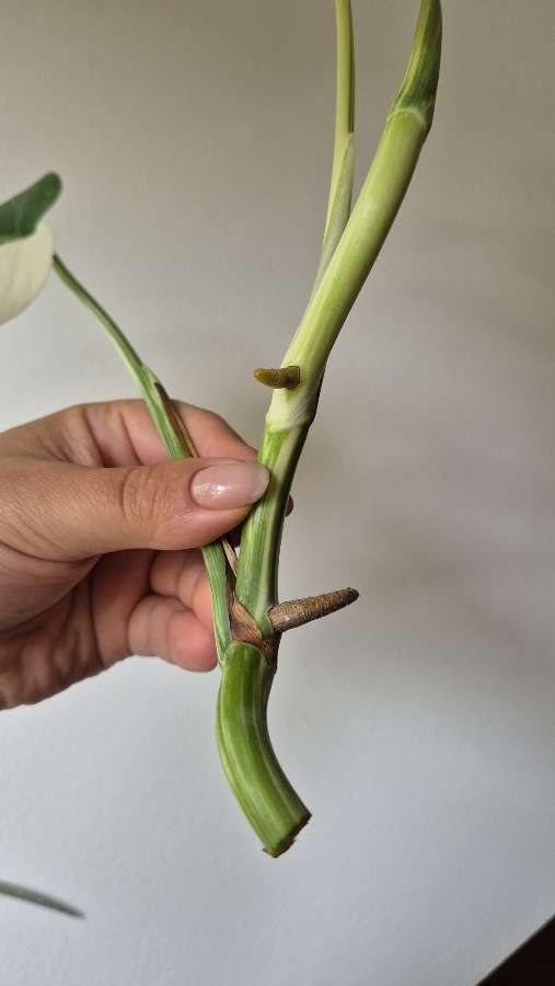 Monstera Deliciosa Variegata 3