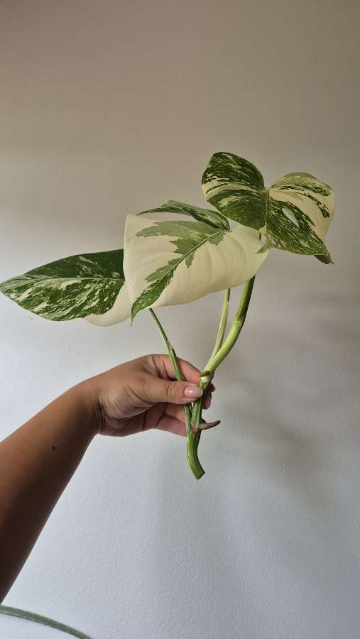 Monstera Deliciosa Variegata 2