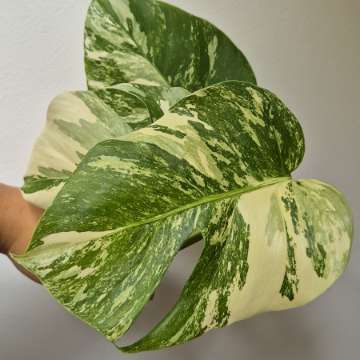 Monstera Deliciosa Variegata