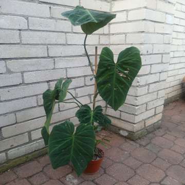 Philodendron splendid