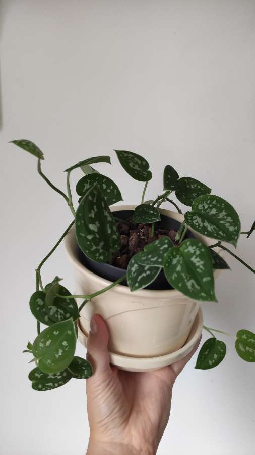 Scindapsus pictus 3