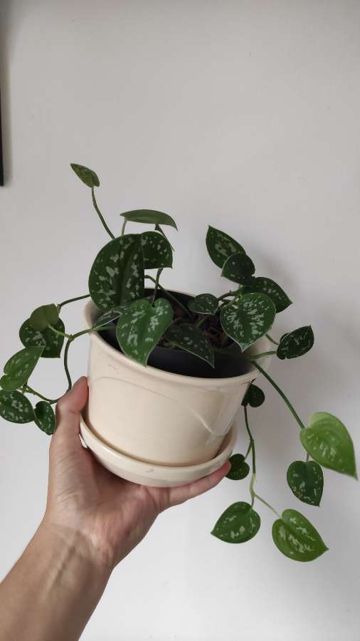Scindapsus pictus 2