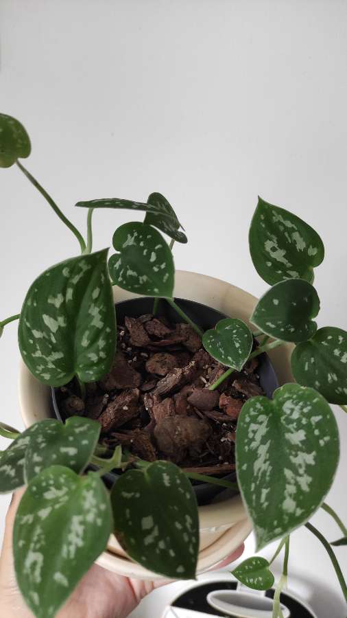 Scindapsus pictus 4
