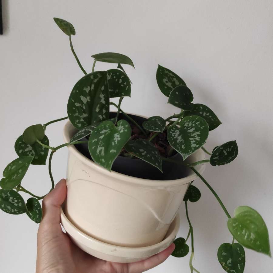 Scindapsus pictus