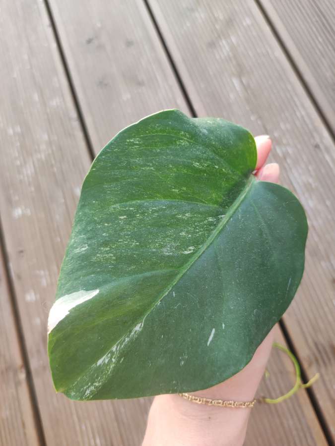 Monstera Deliciosa Variegata 4