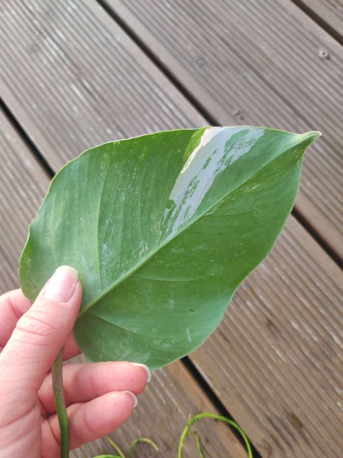 Monstera Deliciosa Variegata 5