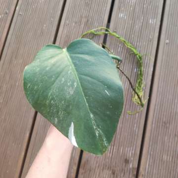 Monstera Deliciosa Variegata