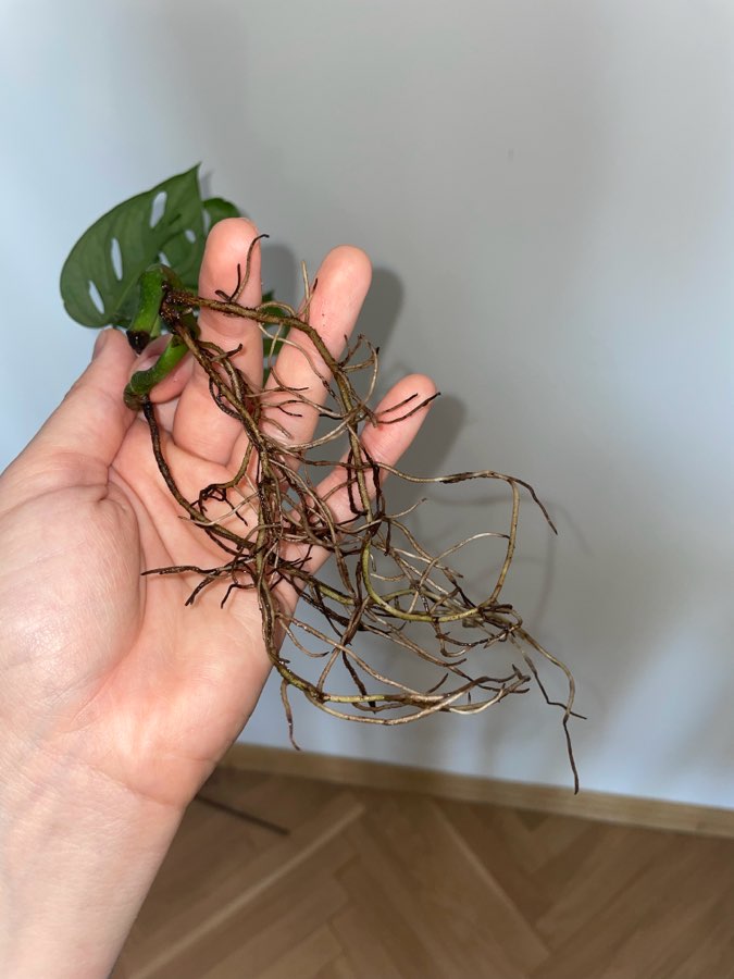 Monstera „monkey mask” 2