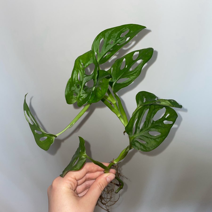 Monstera „monkey mask”