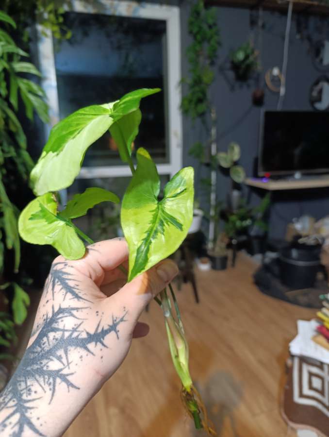 Syngonium "Three Kings" 2