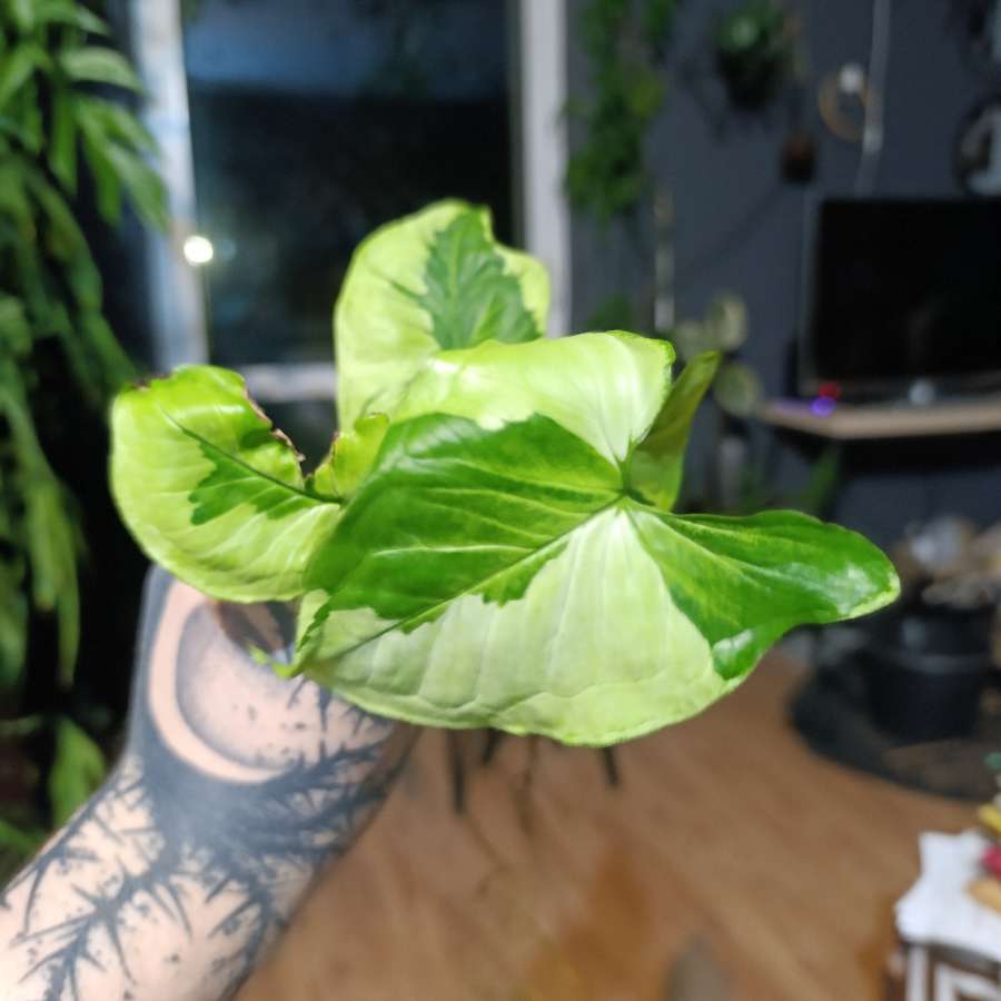 Syngonium "Three Kings"