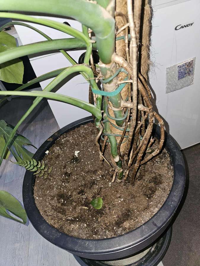 Duża monstera deliciosa 4