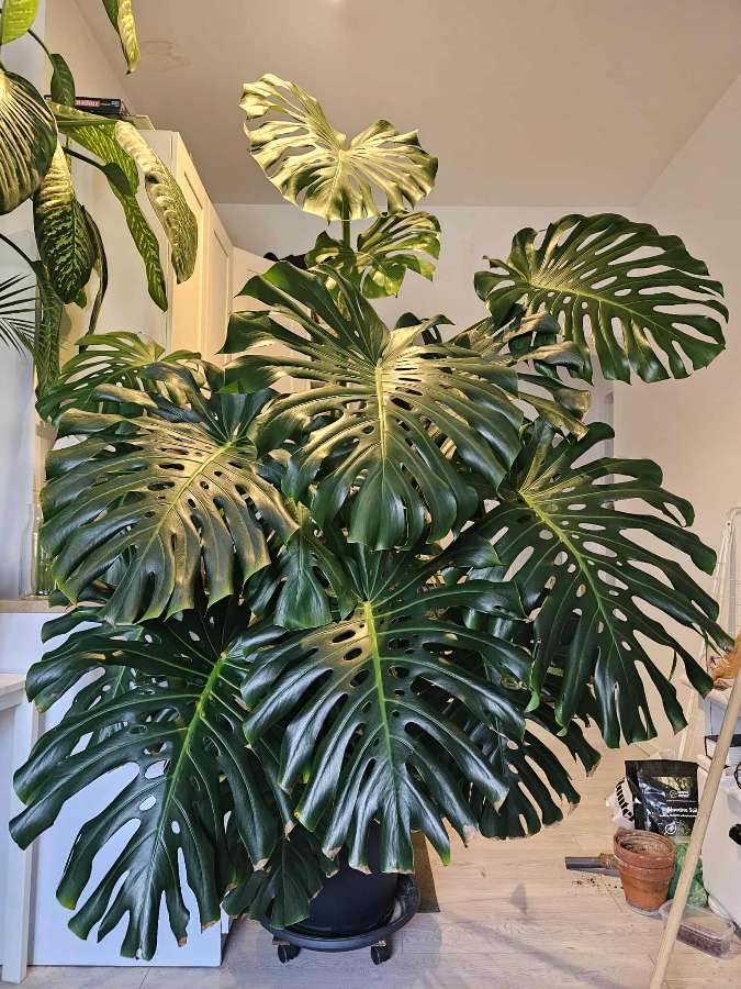 Duża monstera deliciosa 2