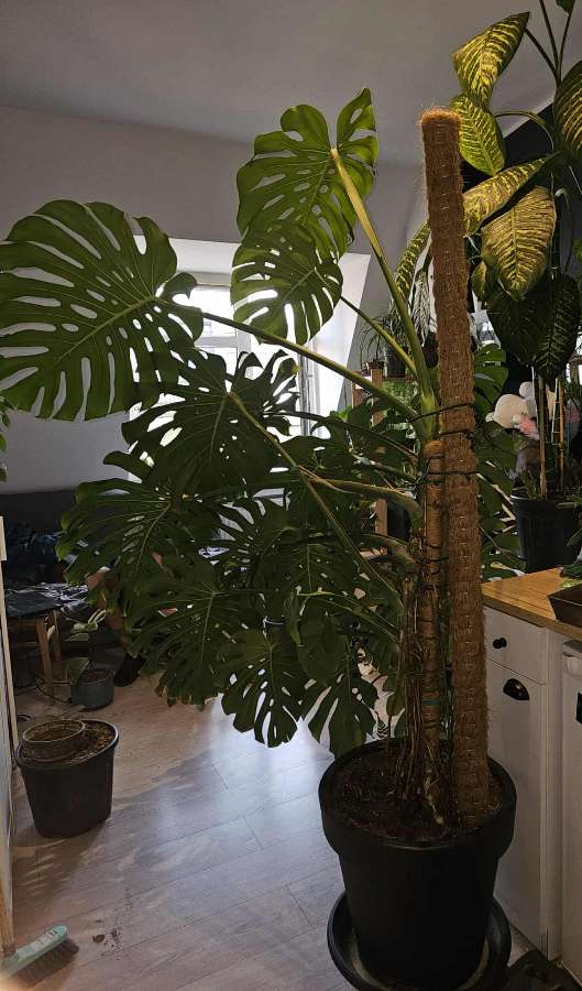 Duża monstera deliciosa 3