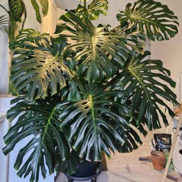 Duża monstera deliciosa