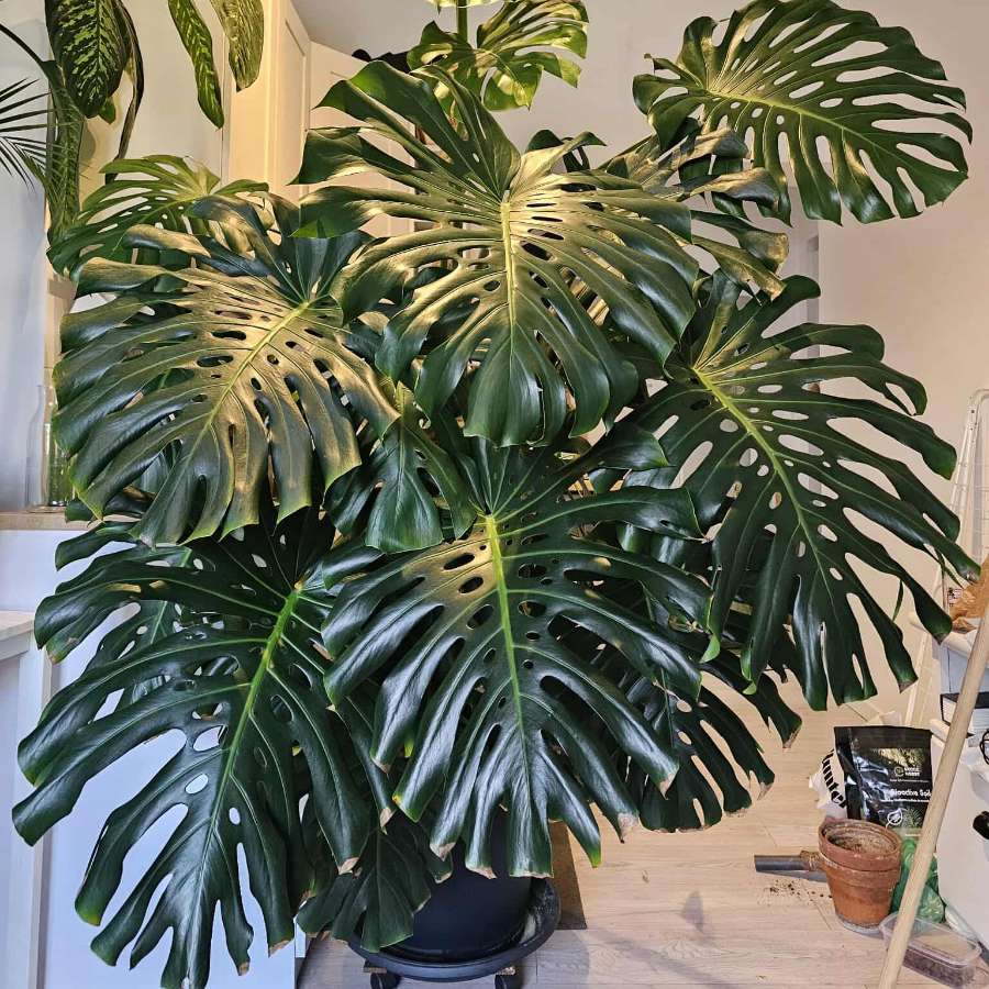 Duża monstera deliciosa