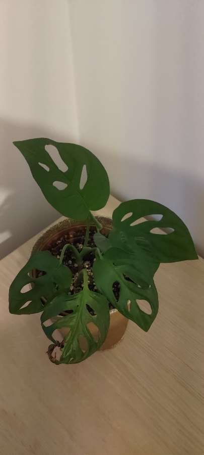 Monstera 2