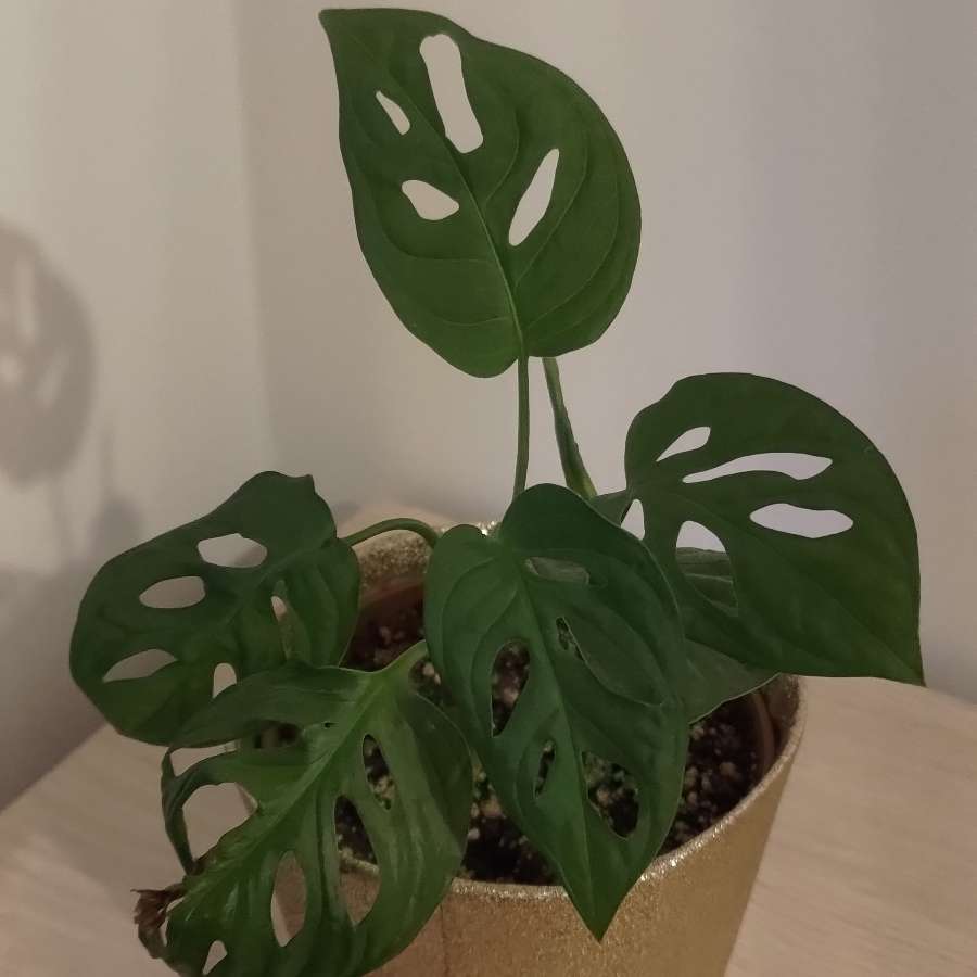 Monstera