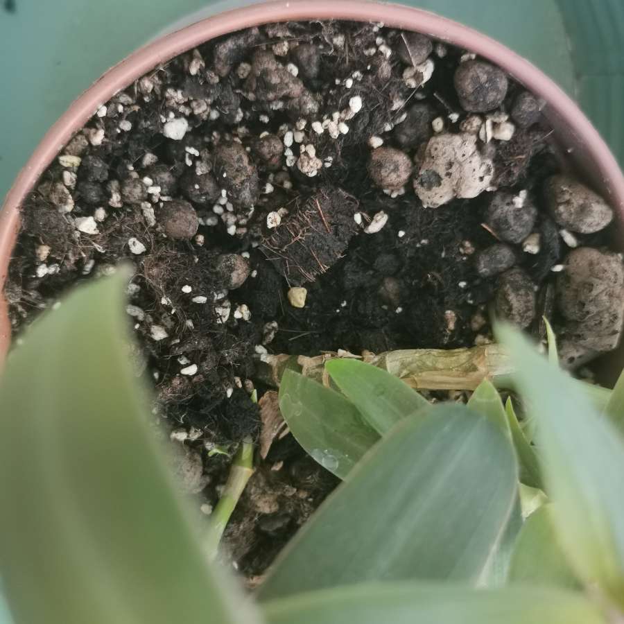 Tradescantia spathacea /reo meksykańskie  4