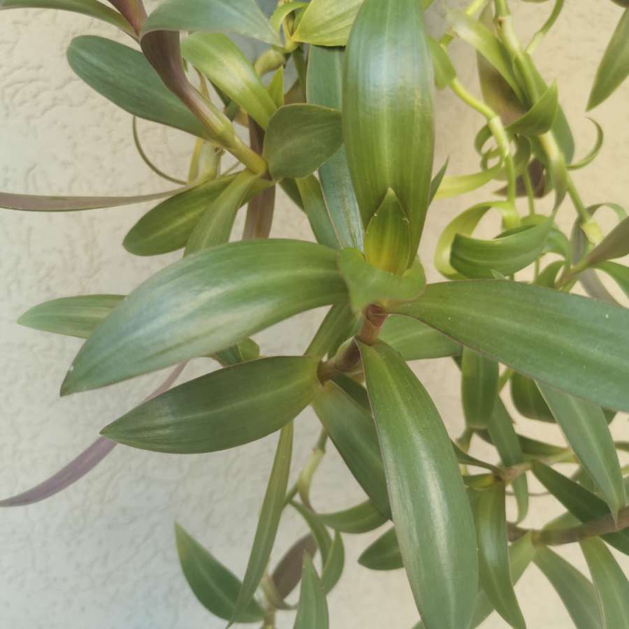 Tradescantia spathacea /reo meksykańskie  2