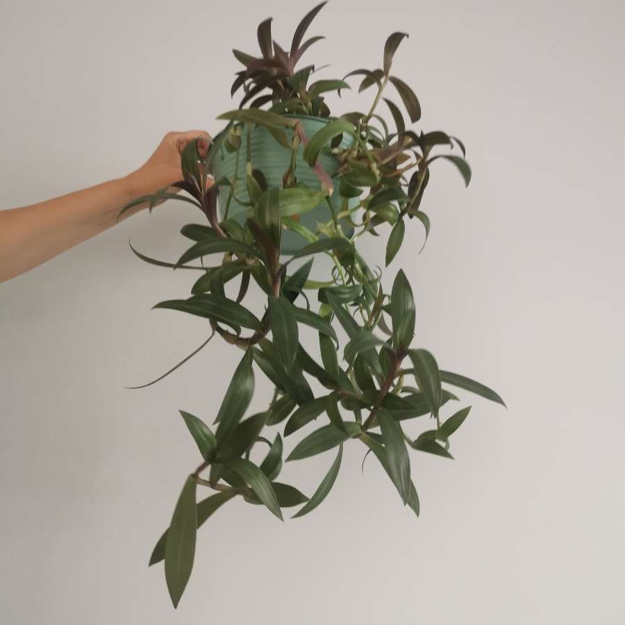 Tradescantia spathacea /reo meksykańskie 