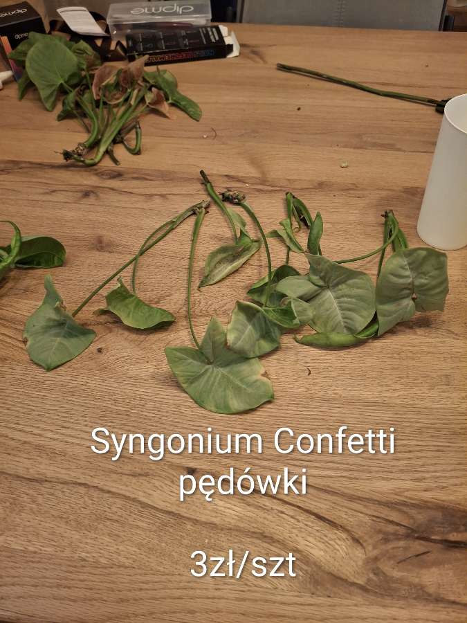 Syngonium Confetti 2