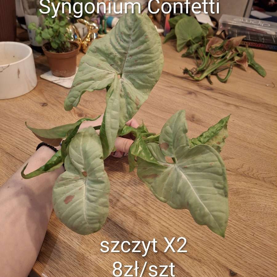 Syngonium Confetti