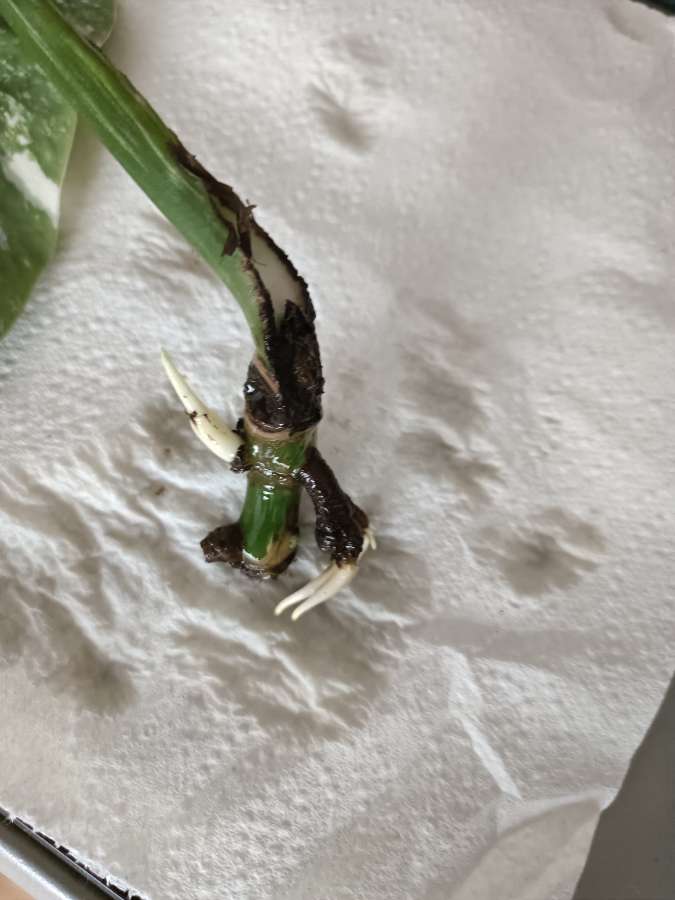 Monstera variegata 2