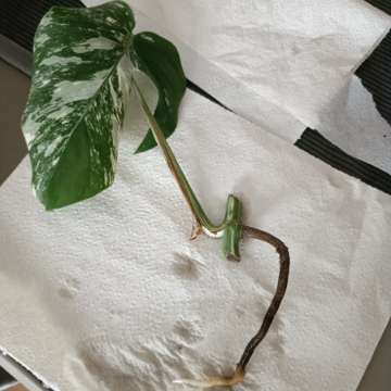 Monstera variegata