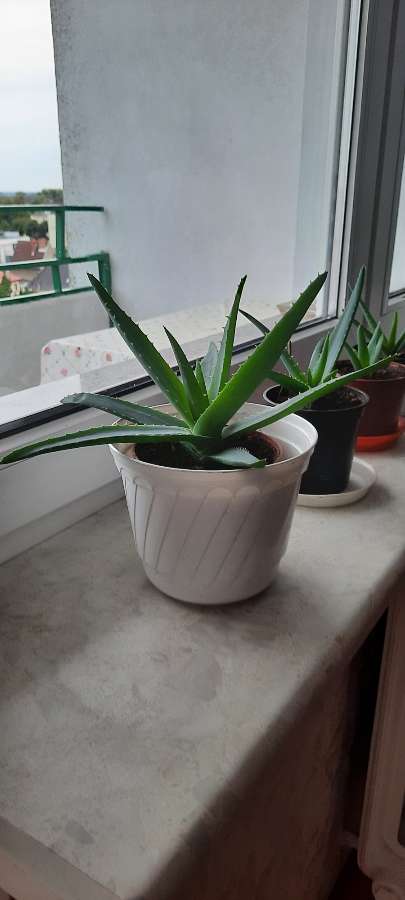 Aloes 2