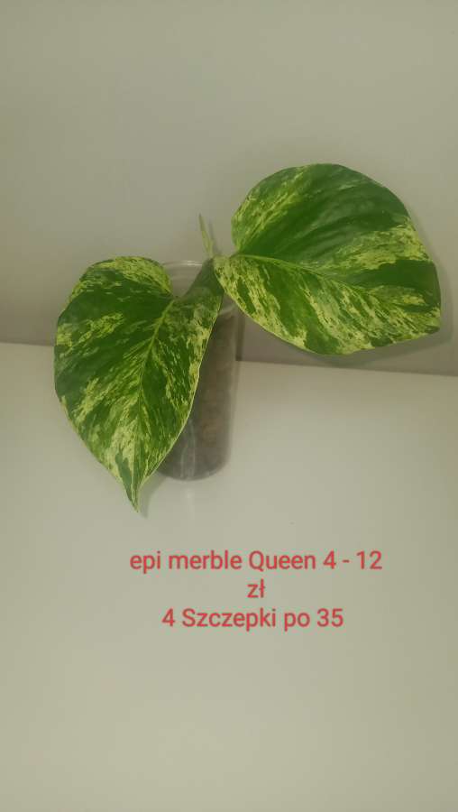 Epipremnum merble Queen 4