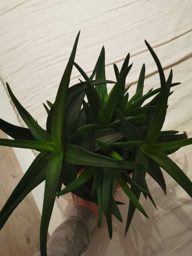 Aloes kolekcjonerski, sadzonka 3