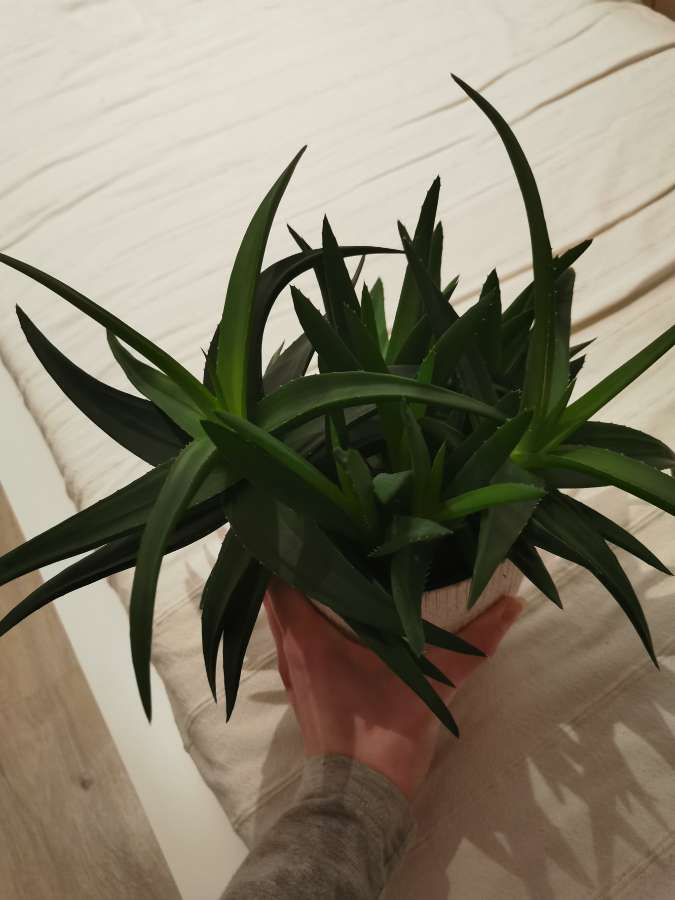 Aloes kolekcjonerski, sadzonka 2