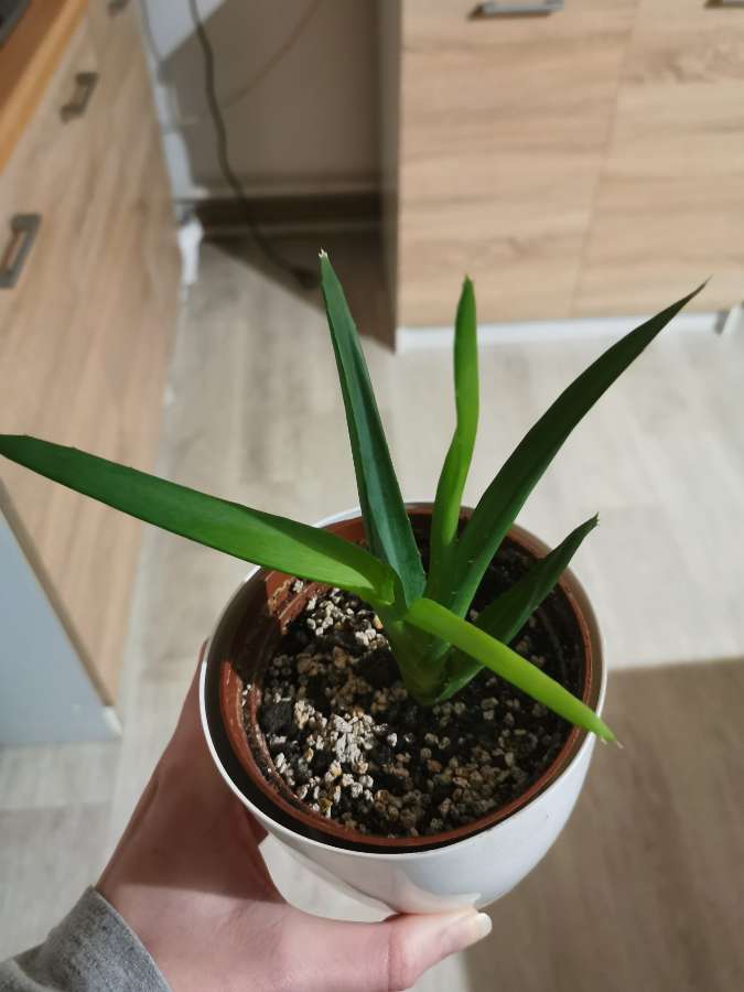 Aloes kolekcjonerski, sadzonka 4