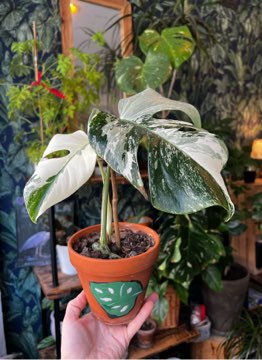 Monstera Variegata 🤍