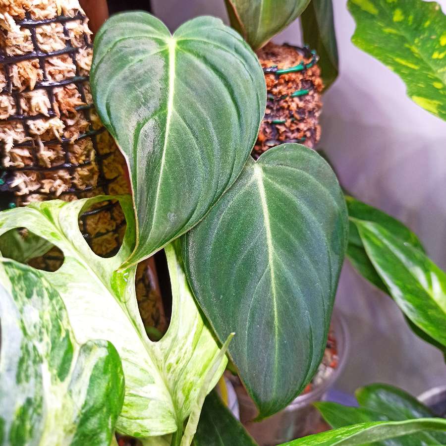 Philodendron Glorious (Gloriosum x Melanochrysum)