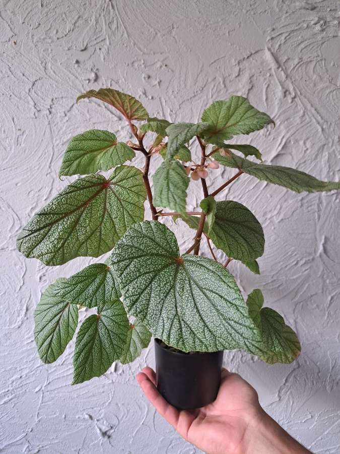 Begonia sinbad 2