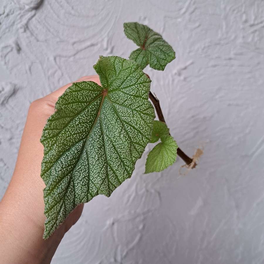 Begonia sinbad
